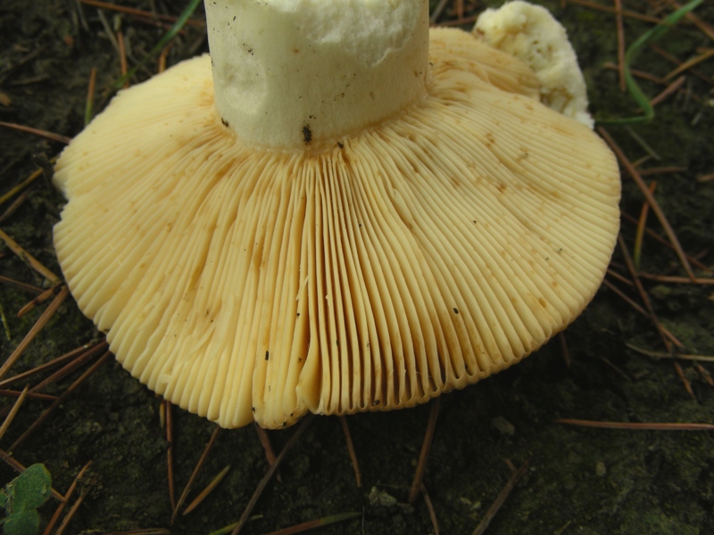 Russula ochrospora